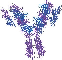 Антитела к гепатиту С фото